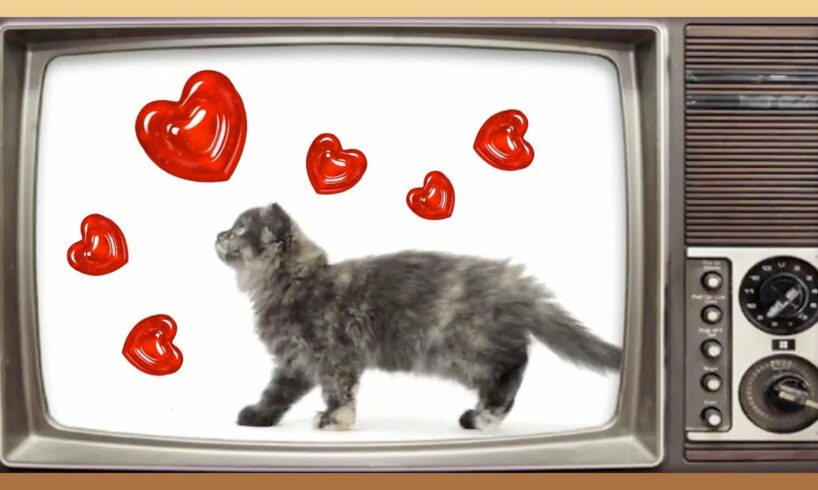 💖  CUTEST KITTEN EVER!!  playing Gummy Drop! on TV [FREE App to download!]