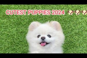 CUTEST PUPPIES 2024 compilations video part3 #puppies #dog #pets #cutedog #cutepuppy #animals