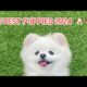 CUTEST PUPPIES 2024 compilations video part3 #puppies #dog #pets #cutedog #cutepuppy #animals