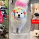 CUTEST PUPPIES 2024 compilations video part4 #animals #dog #pets #puppies #cutedog #cutepuppy