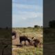 Calf fights back against lion Wildlife at close range Fantastic animals on TikTok