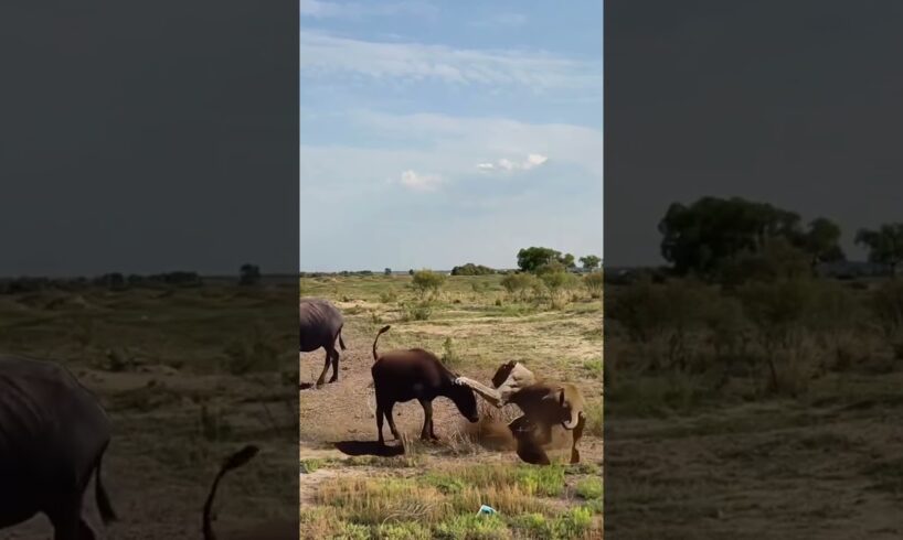 Calf fights back against lion Wildlife at close range Fantastic animals on TikTok