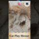 Cat playing Mouse | Cat Catches Mouse.#shorts #cat #mouse @TheCatsAnd