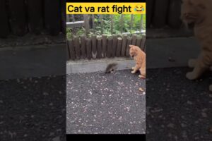 Cat vs Rat fight 👑 😍 🐱💥🐱🎇#animals #funnyvideo #shorts #watch