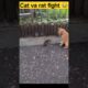 Cat vs Rat fight 👑 😍 🐱💥🐱🎇#animals #funnyvideo #shorts #watch