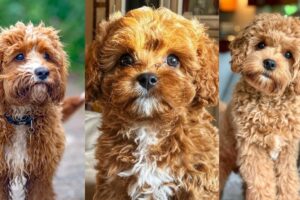 Cavapoo | Funny and Cute dog video compilation in 2022.