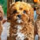 Cavapoo | Funny and Cute dog video compilation in 2022.