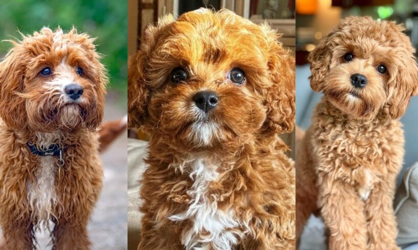 Cavapoo | Funny and Cute dog video compilation in 2022.