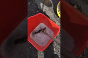 Check this rinkhals spitting cobra playing dead!?😱🐍☠️ #shorts #animals #reptiles #snakes #nature