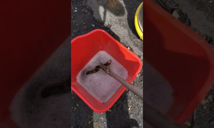 Check this rinkhals spitting cobra playing dead!?😱🐍☠️ #shorts #animals #reptiles #snakes #nature