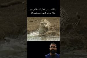 Cheetah vs crocodile #shorts #trending #viral #short #animals #wildlife #cheetah #lion #crocodile