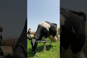 Cow becomes a mama