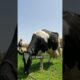 Cow becomes a mama