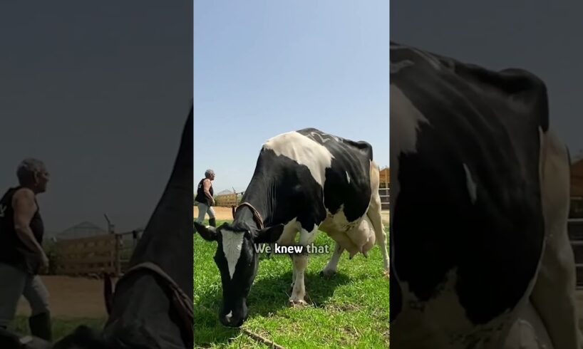 Cow becomes a mama