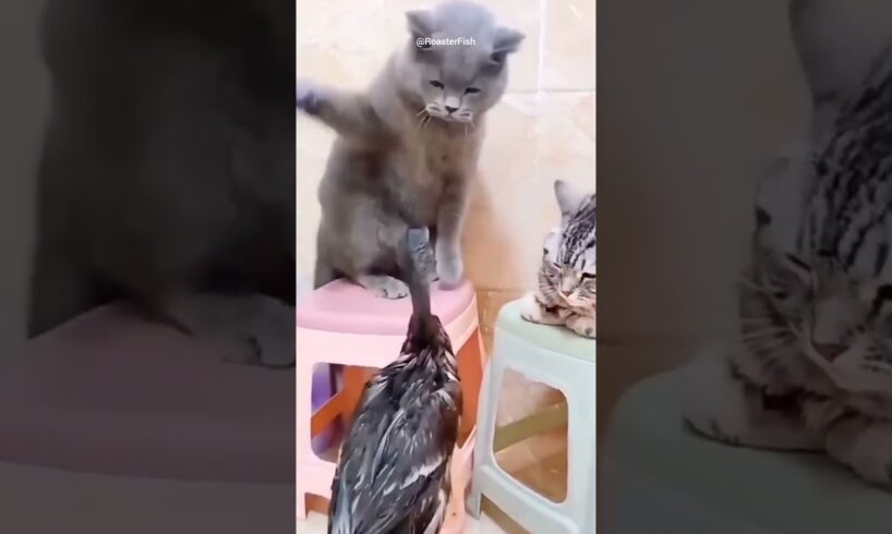 Craziest Animal Fights ! You Won't Believe Exist ! Funny Cats #animals #funny #cat #catlover