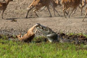 Crocodile Attack at the Watering Hole | Planet Earth III | BBC Earth