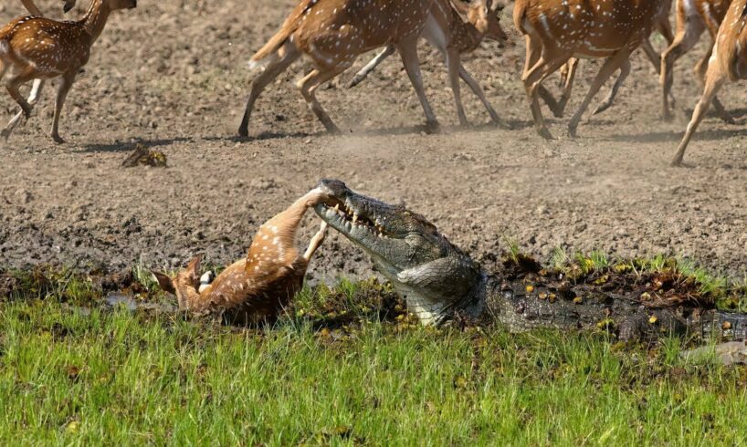 Crocodile Attack at the Watering Hole | Planet Earth III | BBC Earth