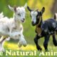 Cute Baby Animals Playing - The Cutest Moments Captured on Camera with Nature Music (4K HDR)