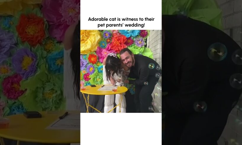 Cute Kitten is Official Witness to Pet Parents' Wedding!