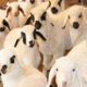 Cute Little Farm Animals ,Relax Sound , Chicken , Duck , Cow , Sheep , Baby Goat , Lambs