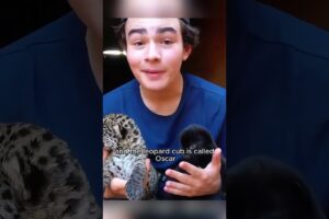 Cute Oscar. #shortvideo #animals #animal #cute #rescue #jaguar #shorts