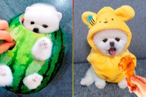 Cute Pomeranian Puppies Doing Funny Things #7 | Cute and Funny Dogs - Mini Pom