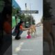 Cute Puppies | Cute Dogs Playing | Feeding Street Dogs #straydogs #shorts #trending