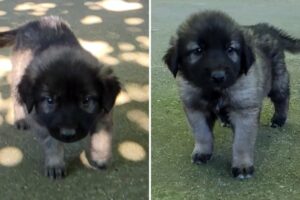 Cute Puppies Noddy and Lana FCI 4302 | Sarplaninac Dog Breder