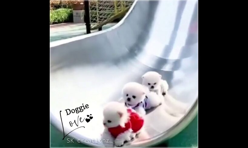 Cute Puppies😍 WhatsApp Status|SK creationz