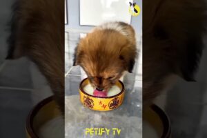 Cute Puppies Youtube #shorts #pets #puppy #puppies #dog #viral #reels  #dogtv