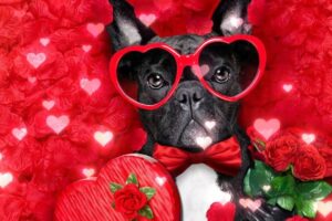 Cute Puppies and Kittens with Beautiful Instrumental Valentine Music