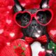 Cute Puppies and Kittens with Beautiful Instrumental Valentine Music