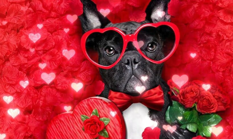 Cute Puppies and Kittens with Beautiful Instrumental Valentine Music