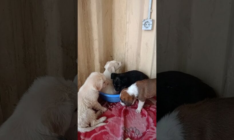 Cute Puppies 🤩 #shorts #rescue #abandonedpuppy #rescuepuppies #puppies #adopt #shelter #viral #fyp