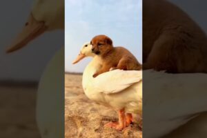 Cute Puppies ♥️♥️                       #shorts#shortvideo#puppy#viral #youtubeshorts#trendingshorts