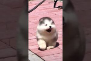 Cute Puppies 🥰♥️ super funny Alaskan malamute dogs ♥️ #puppies #puppy #petsstories