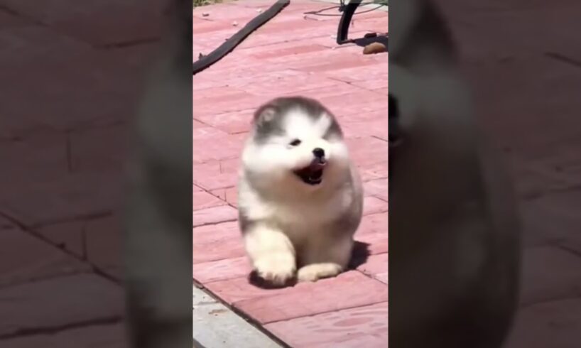 Cute Puppies 🥰♥️ super funny Alaskan malamute dogs ♥️ #puppies #puppy #petsstories