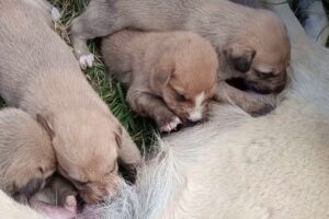 Cute Puppies,Playing,sleeping and Suckling their mother.