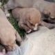 Cute Puppies,Playing,sleeping and Suckling their mother.