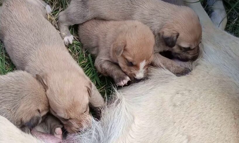 Cute Puppies,Playing,sleeping and Suckling their mother.