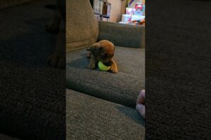 Cute Puppy vs. Ball #puppy #cute #puppies #viral #dog