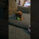 Cute Puppy vs. Ball #puppy #cute #puppies #viral #dog