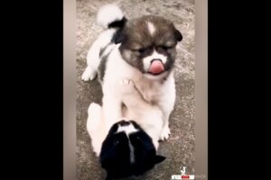 Cute puppies Tibetan Spaniel Little Cute Fight #kpop #twice #trendingshorts #puppy #viralshorts