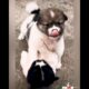 Cute puppies Tibetan Spaniel Little Cute Fight #kpop #twice #trendingshorts #puppy #viralshorts