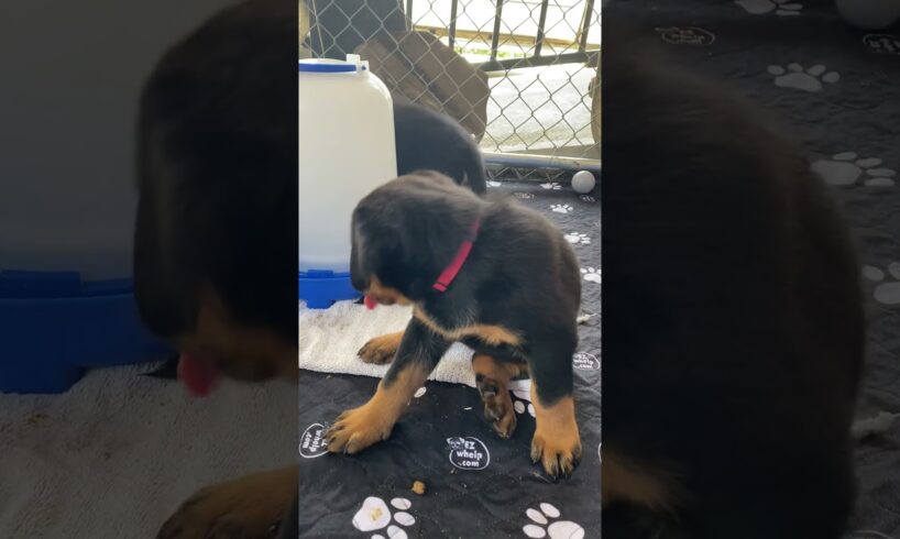 Cute puppies! You’re welcome! #beauceron #puppy #akcbeauceron #newpup #beauceronpuppy