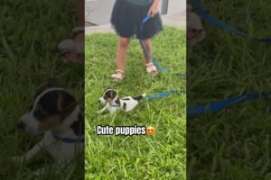 Cute puppies #dog #puppy #animals #doglover #cute #cutedog #sweet #playing #shorts #you tubeshorts u