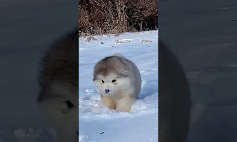 Cute puppies❤️🧡💛💚💙💜🖤🤍🤎💕💞💓💗💖💘💝 #malamute #alaskanmalamute #dog