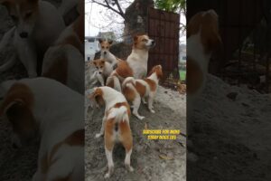 Cute puppies of street dogs playing with their parents.#cutepuppies #straydogs #puppyplaying #shorts