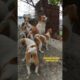 Cute puppies of street dogs playing with their parents.#cutepuppies #straydogs #puppyplaying #shorts