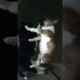 Cute puppies #shorts #shortvideo #cute #puppies #furbabies